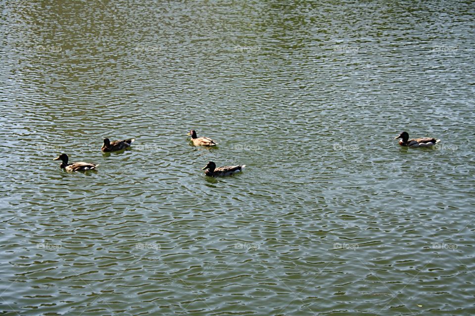 Ducks