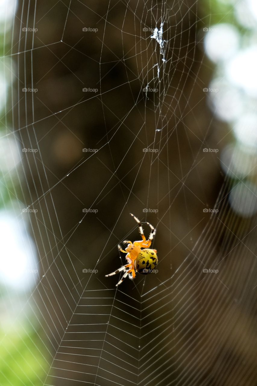 Foap, World in Macro: A beautiful yellow and orange marbled orbweaver spinning her art. 