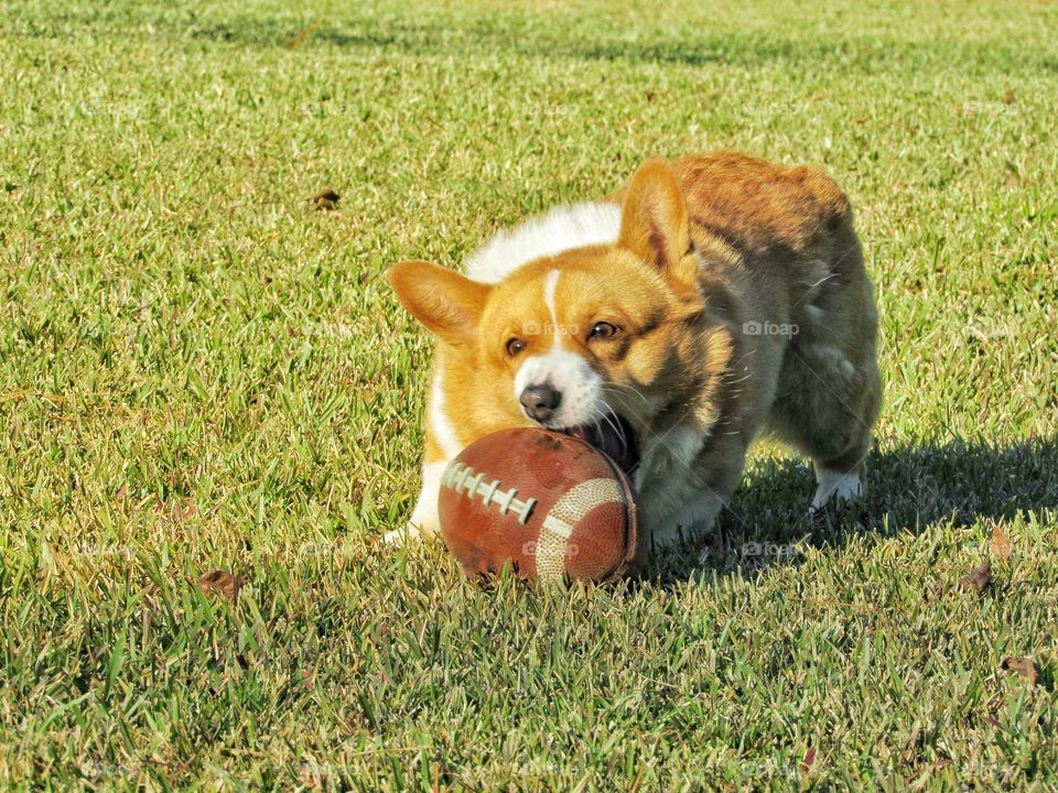 Welch corgi dog playing with ball outdoors