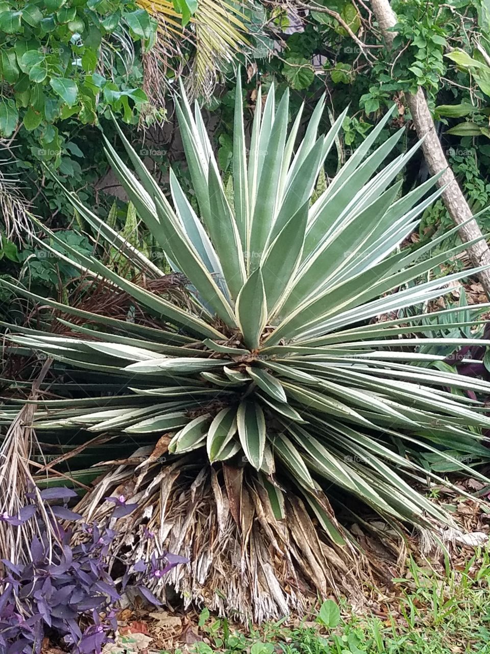 Spiky plant