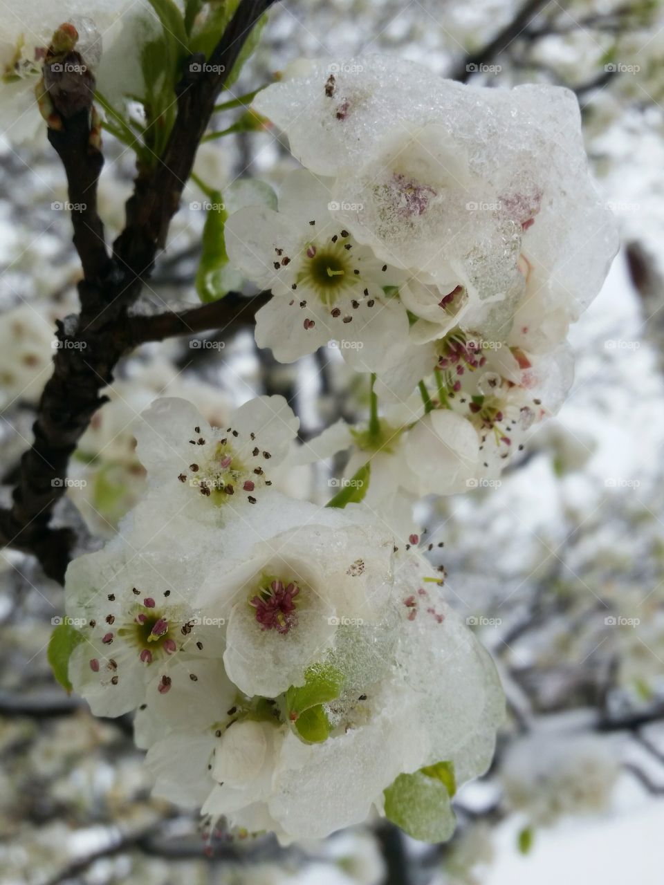 Spring Blossoms covered with Ice and Snow