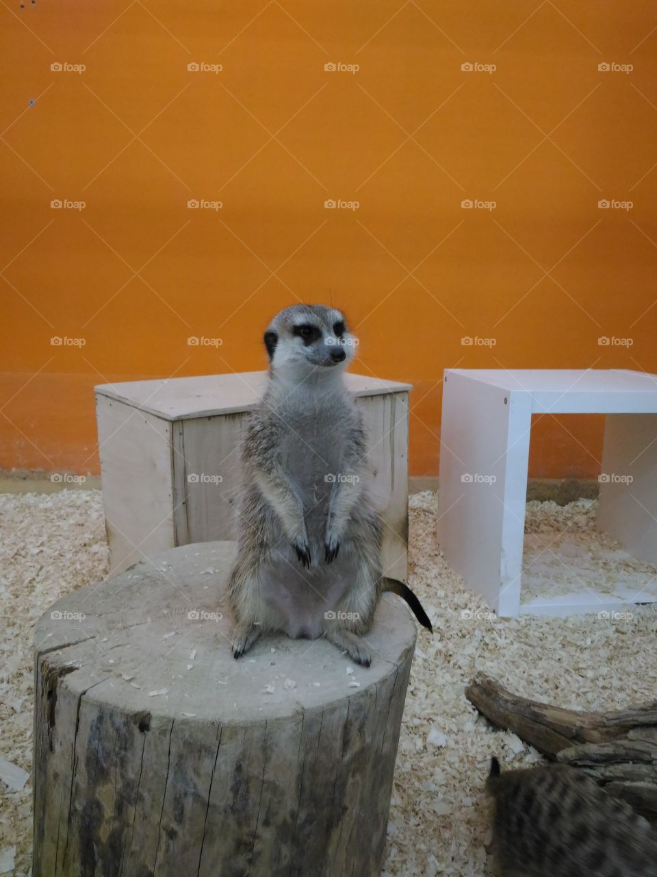 Suricate