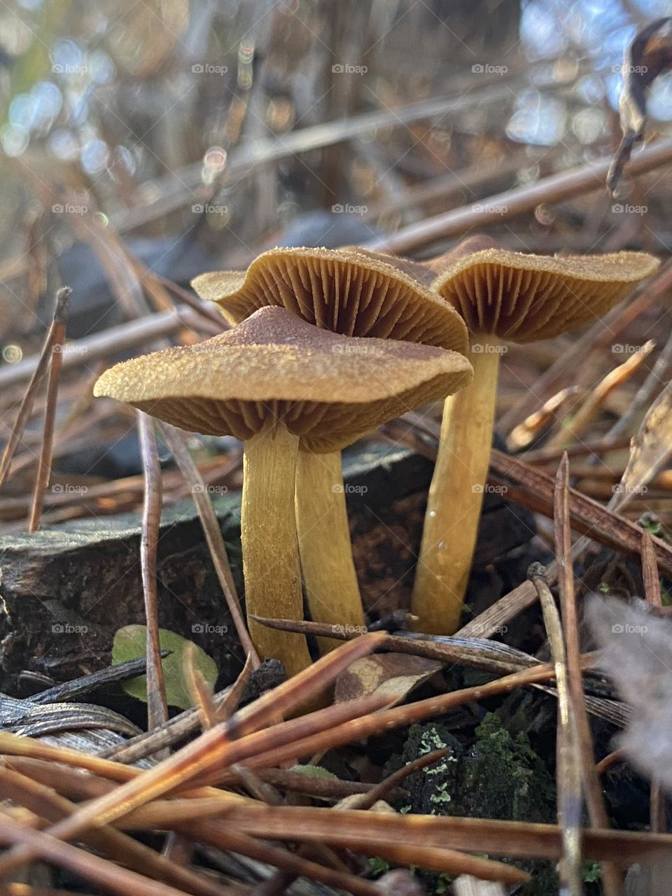 Forest mushrooms