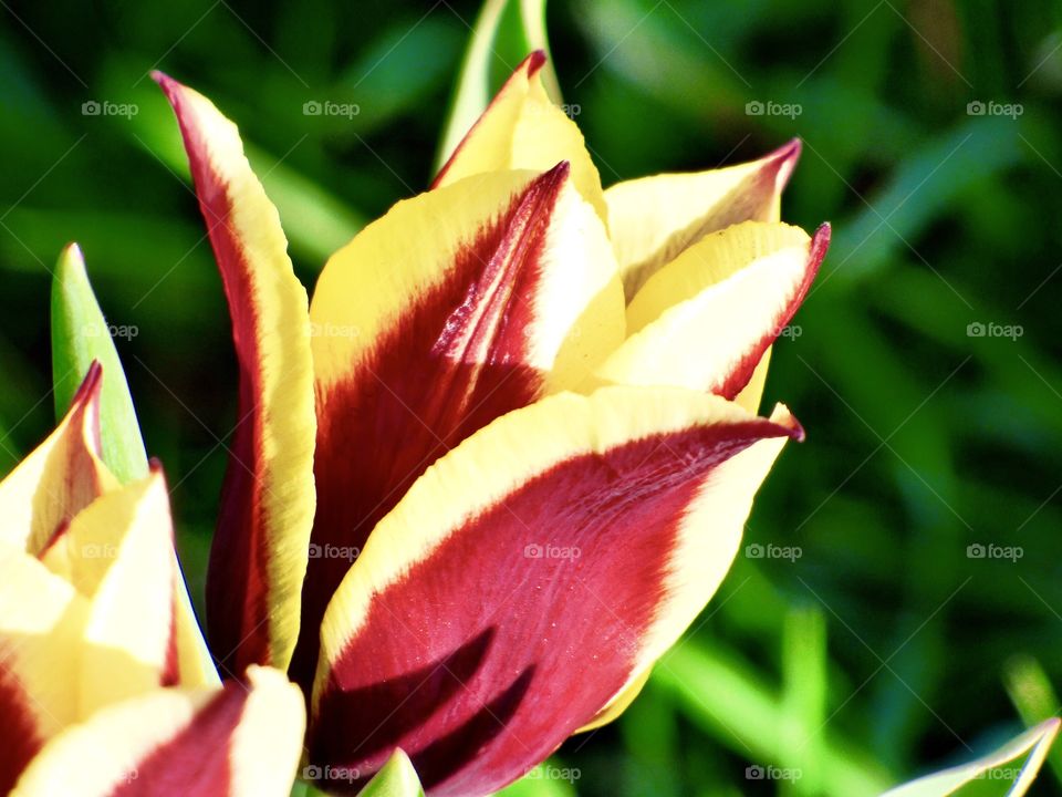 Beautiful tulip in Indiana 