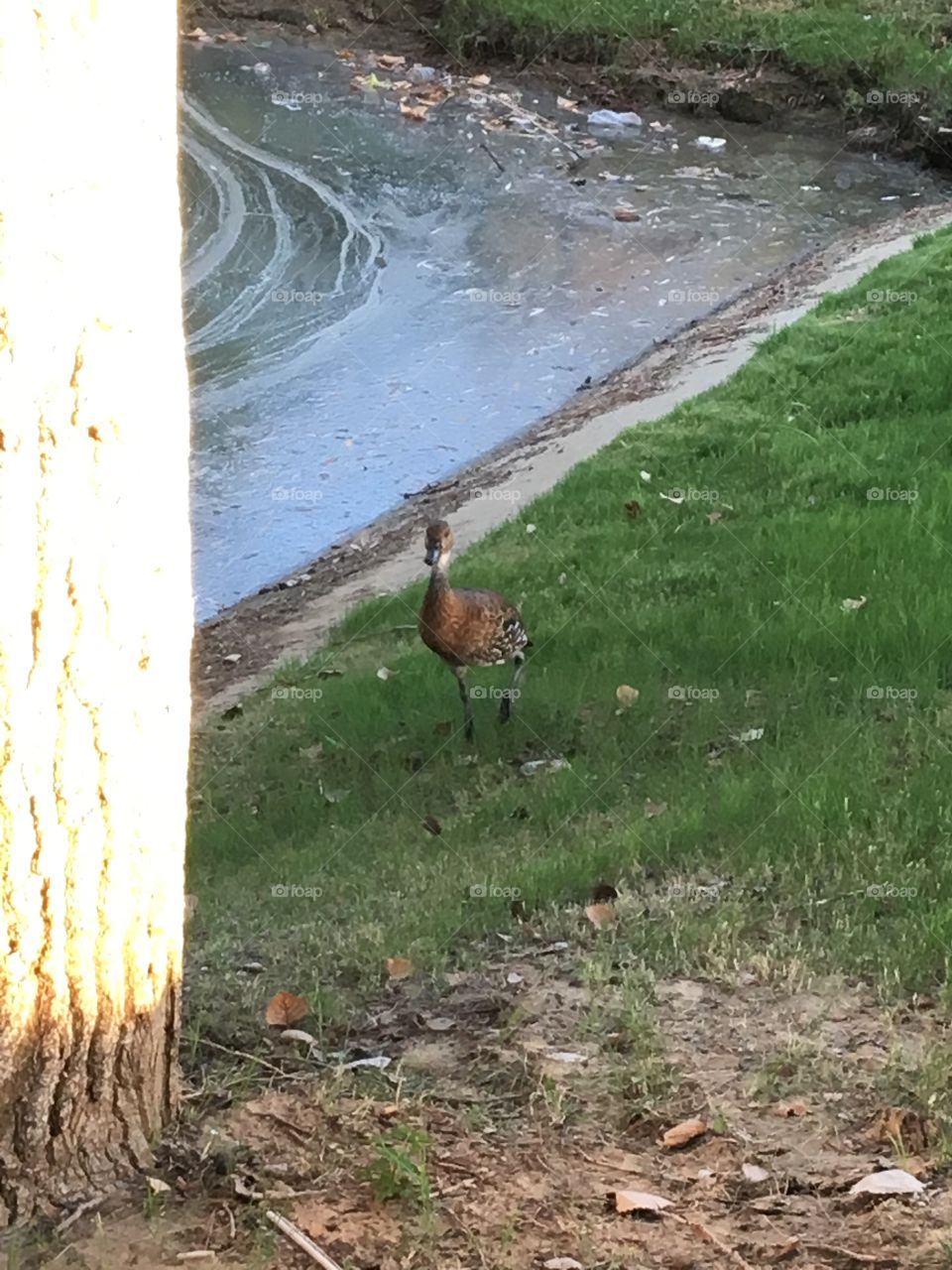 Long-legged duck by a pond