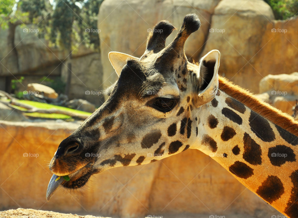 Valencia biopark giraffe side view