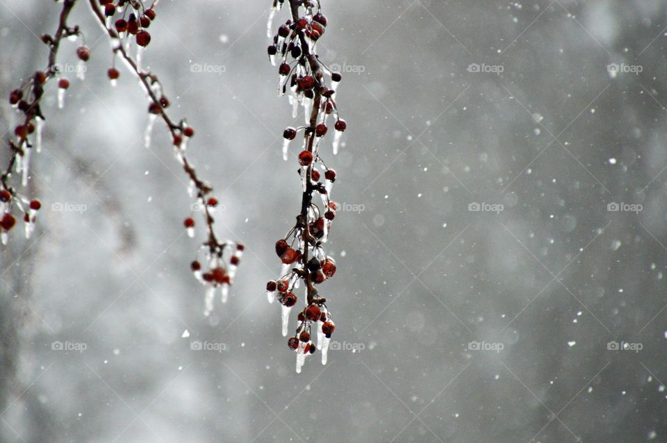 Ice covered berries