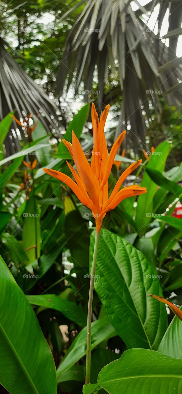 It's Beautiful Orange Flower #Natural Picture #Original Content