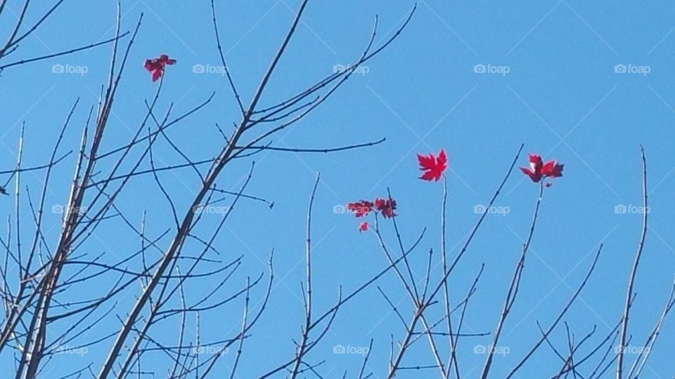 Red Leaves on bare tree