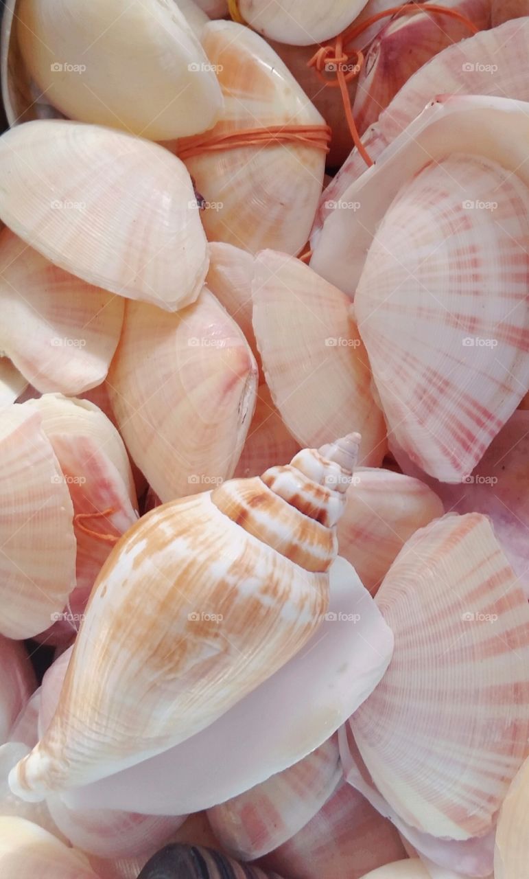 seashell