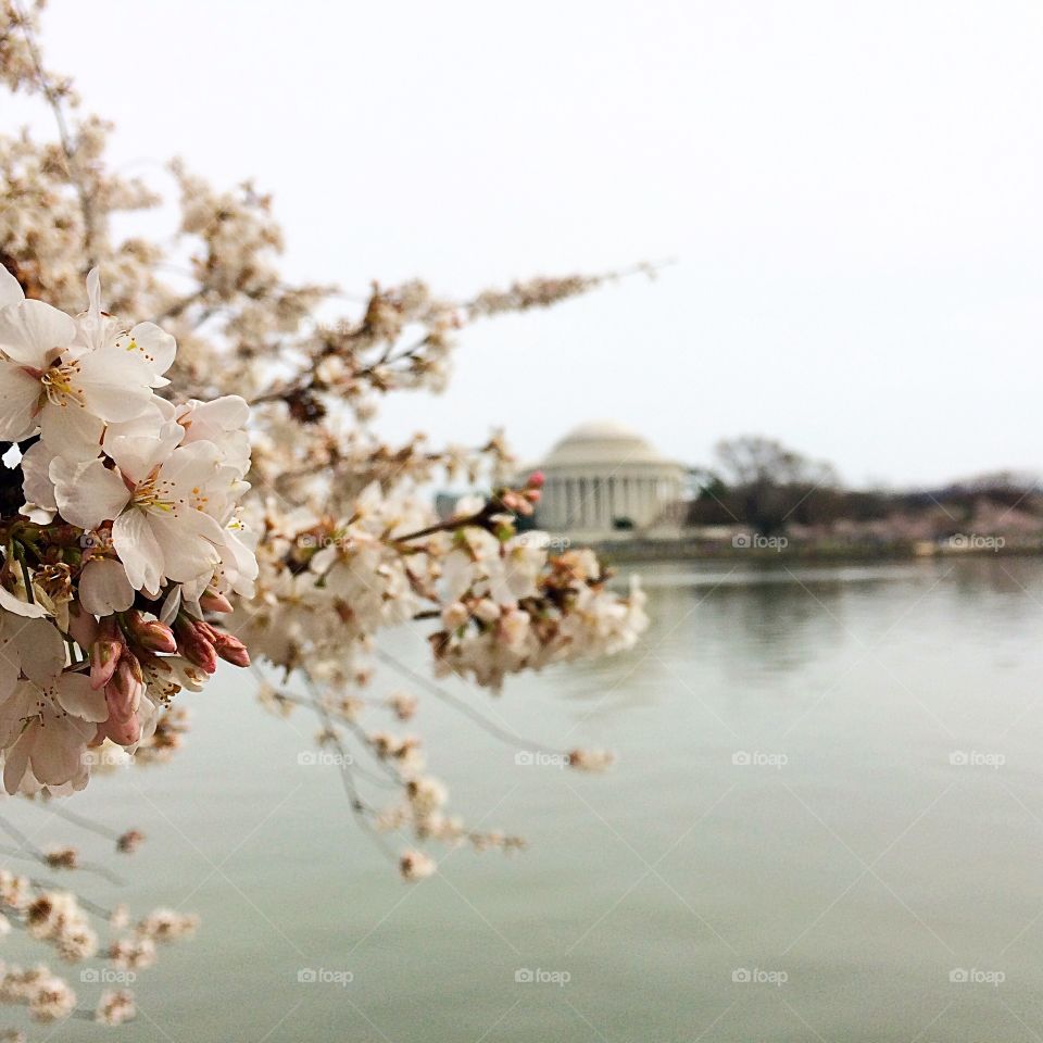 Jefferson Blossoms