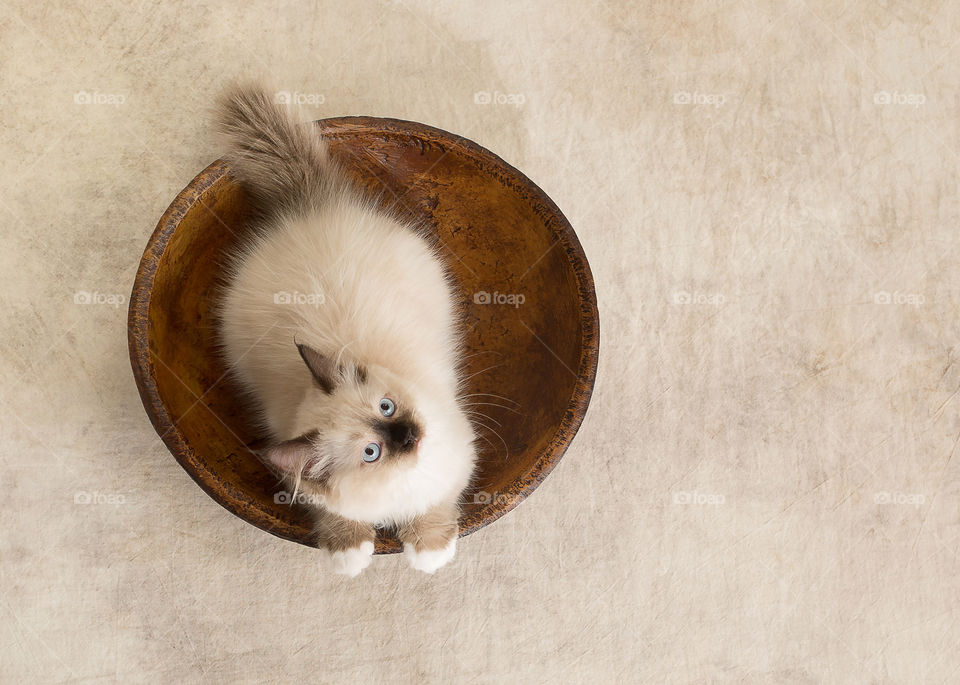 seal point mitted kitten in a bowl looking up
