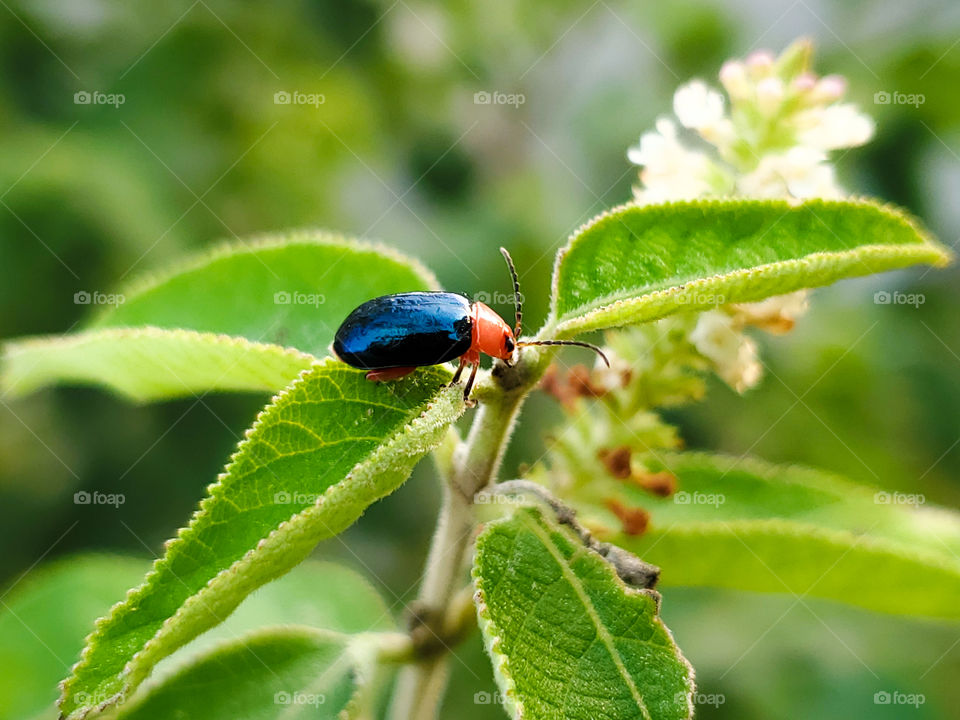 Close up of a black and red shiny flea beetle ( Asphaera lustrans ) on the leaves of a sweet almond verbena