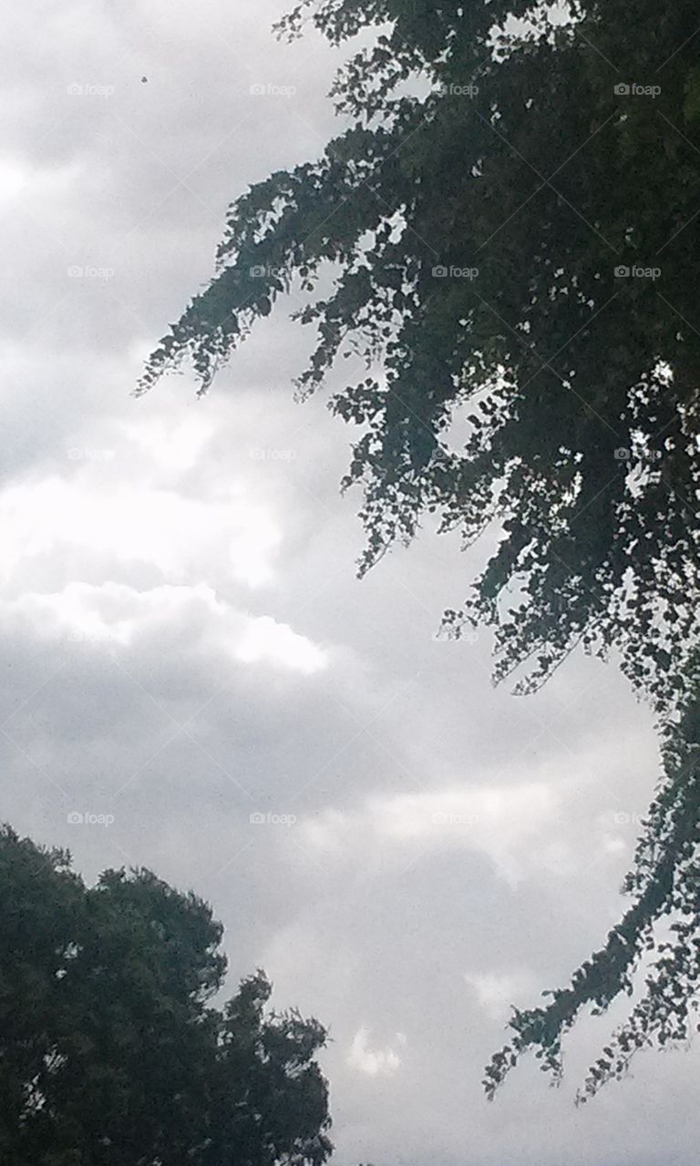 Stormy Weather  here today
My own backyard a Photo day
Winds blowing, Thunder Roaring 
As tree branches were lowering 
The Clouds were bringing 
In another stormy , needed
Rain our way. Hip Hip Hurray !