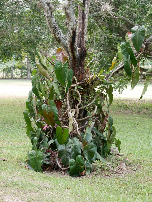 Nice tree
