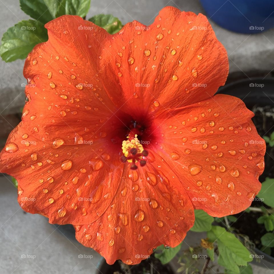 Red Hibiscus