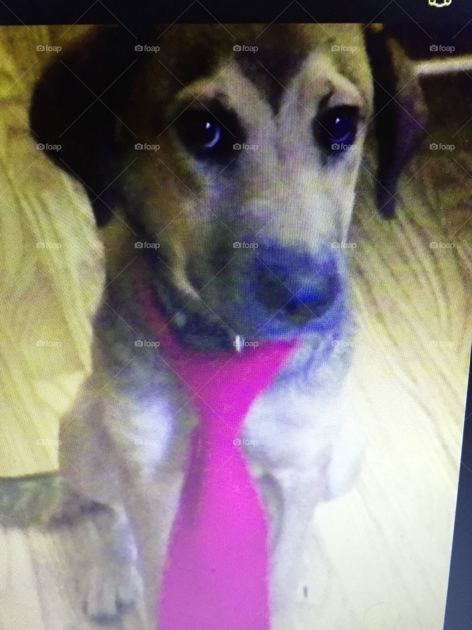 Lab golden retriever dog with a bright red pink tie on.