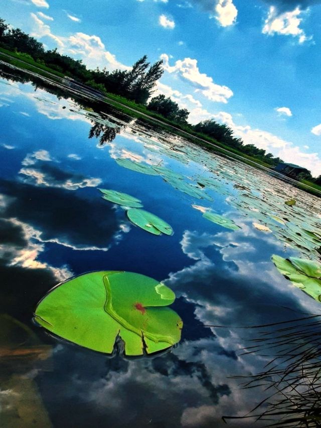 Water lilies