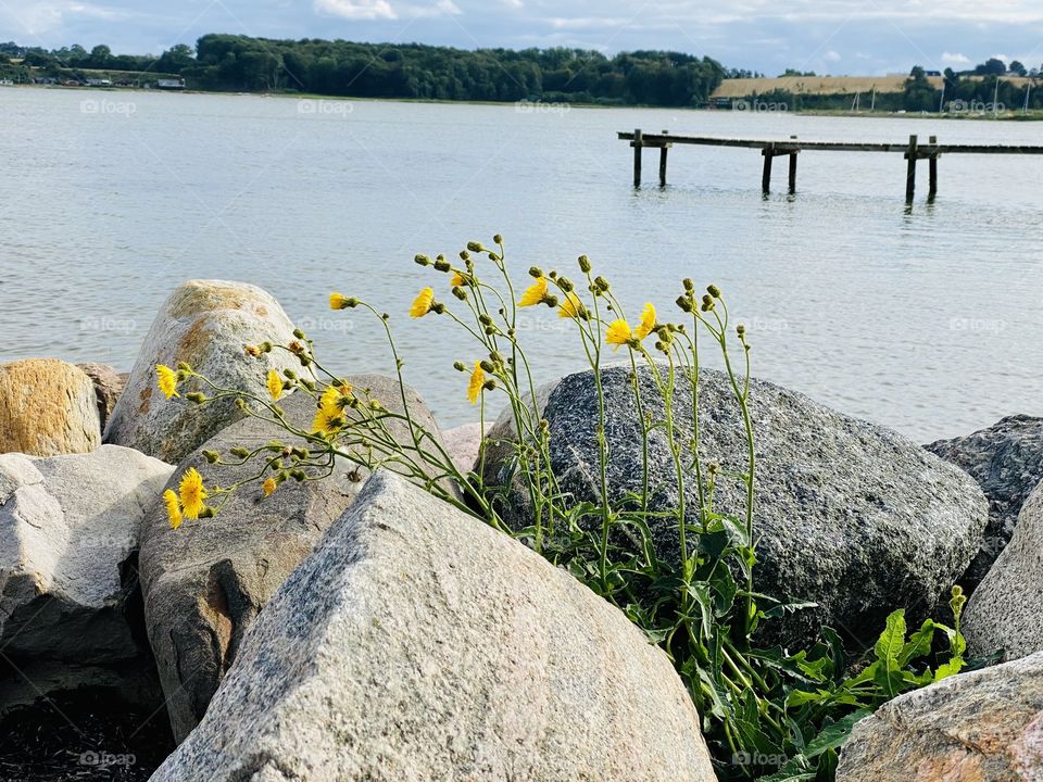 Natur am Strand