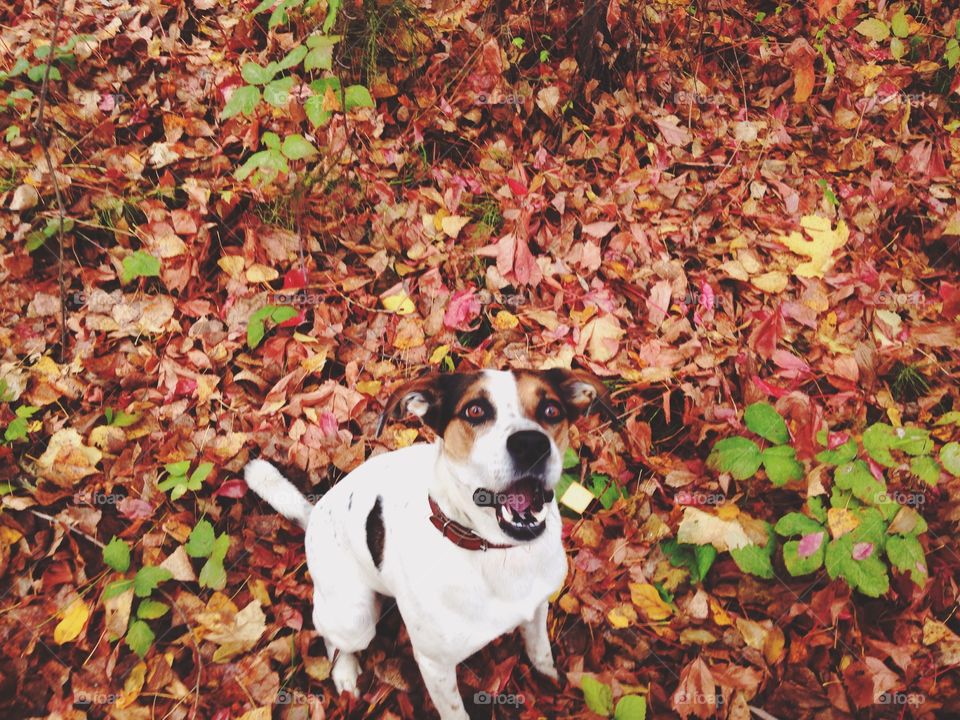 Leaf, Fall, No Person, Dog, Nature