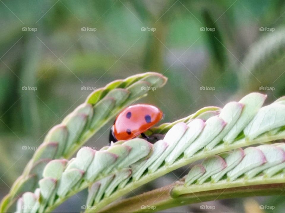 A ladybug beetle on an acacia tree. Summer.