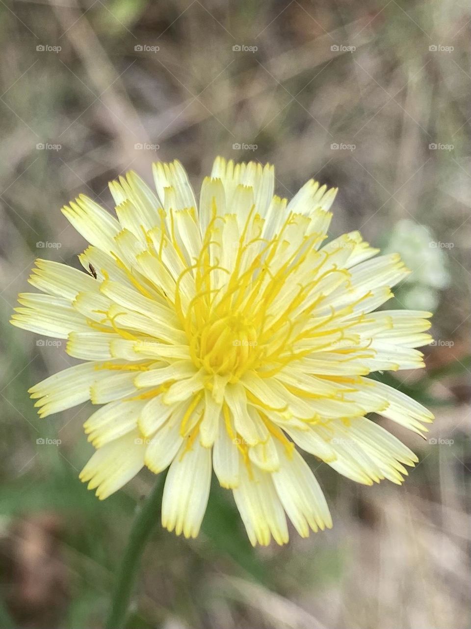 Yellow flower
