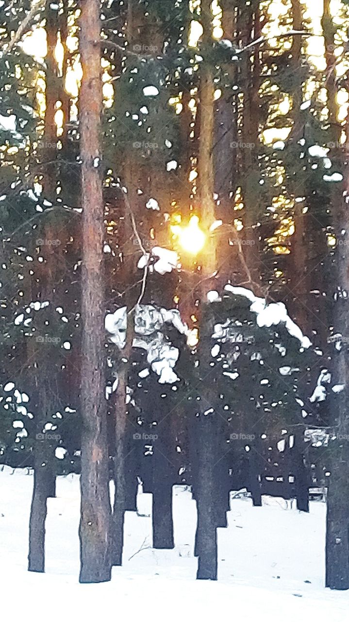 утро в зимнем лесу