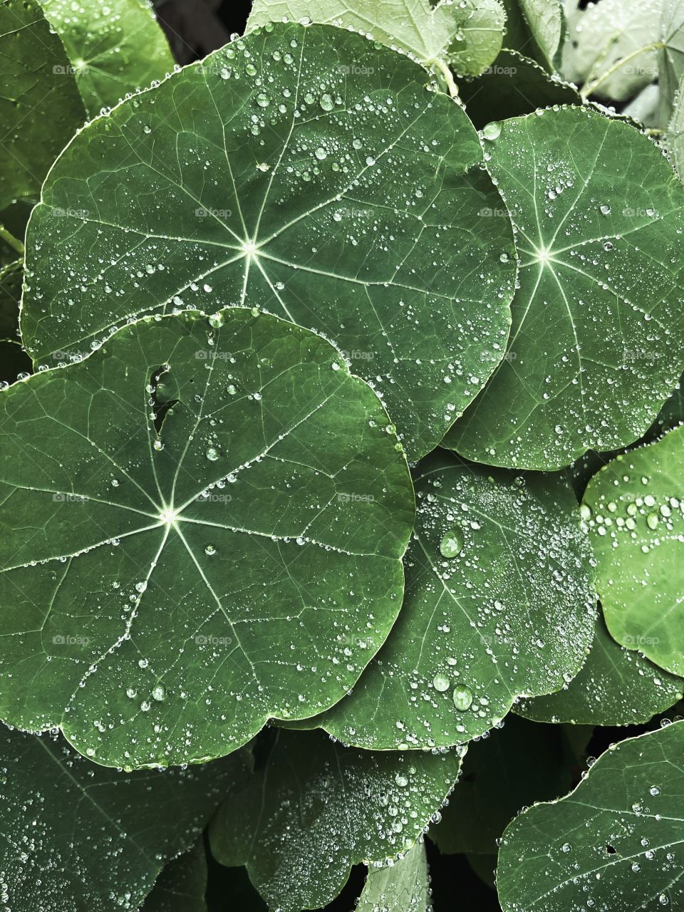 Clover patch covers leaf rainfall green raindrops waterdrops droplets wet water rain drop outside nature outdoors elements dew dewdrops plant plants leafs Grass splashes phone photography