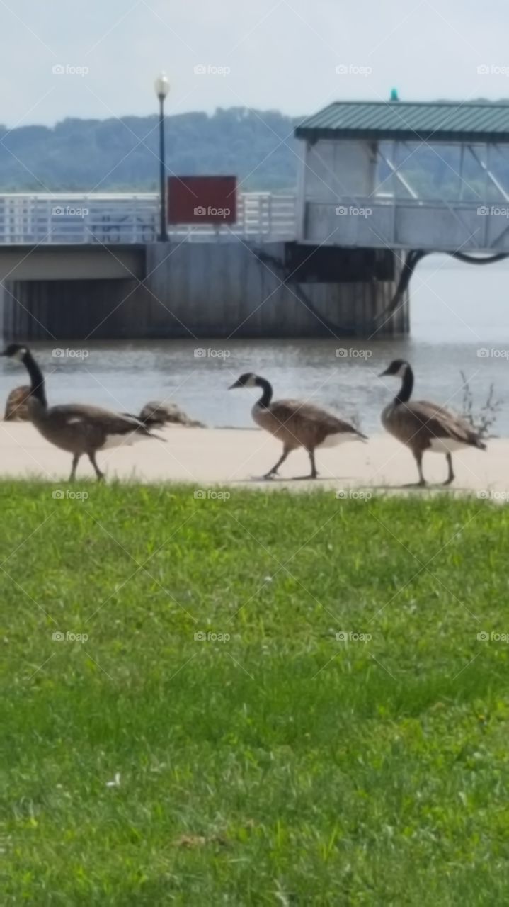 three geese