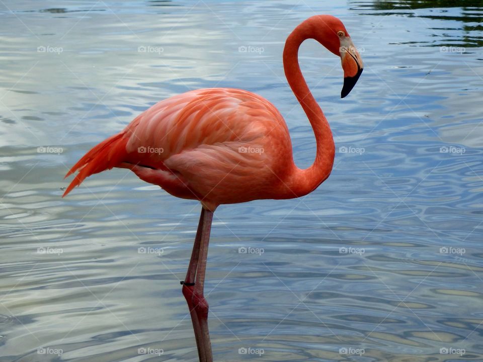 Flamingo