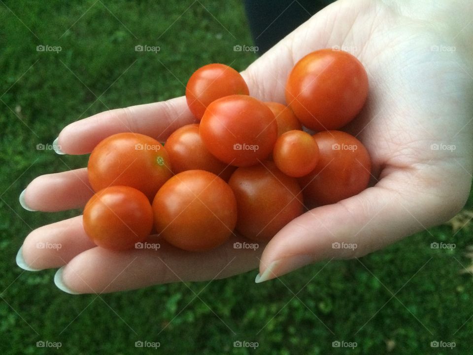 A tomato harvest within reach