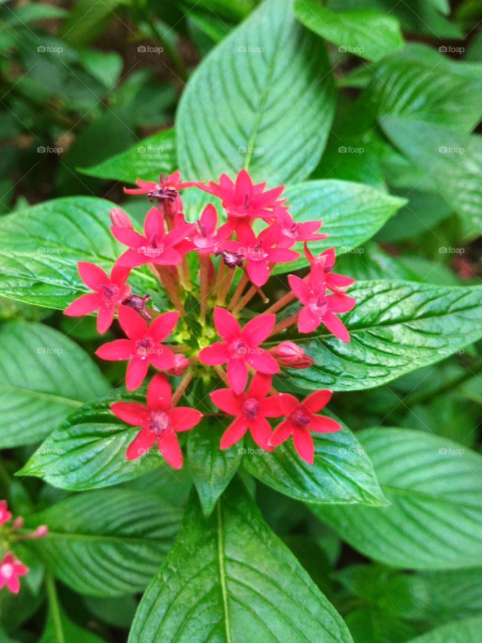 only this red flower tree, when the morning sun rises that beautiful eyes see