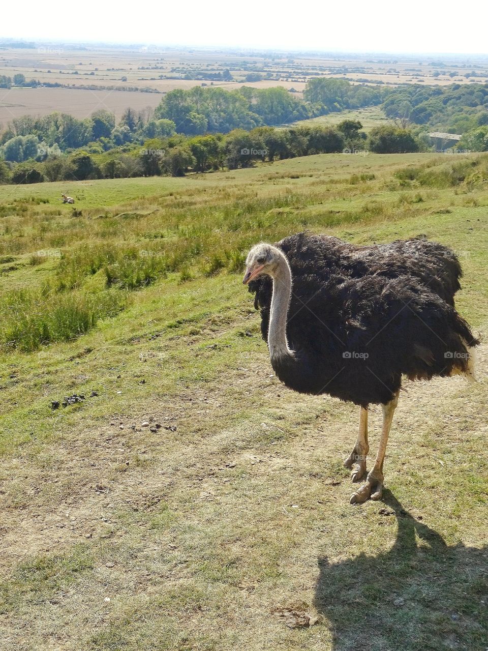Proud ostrich 