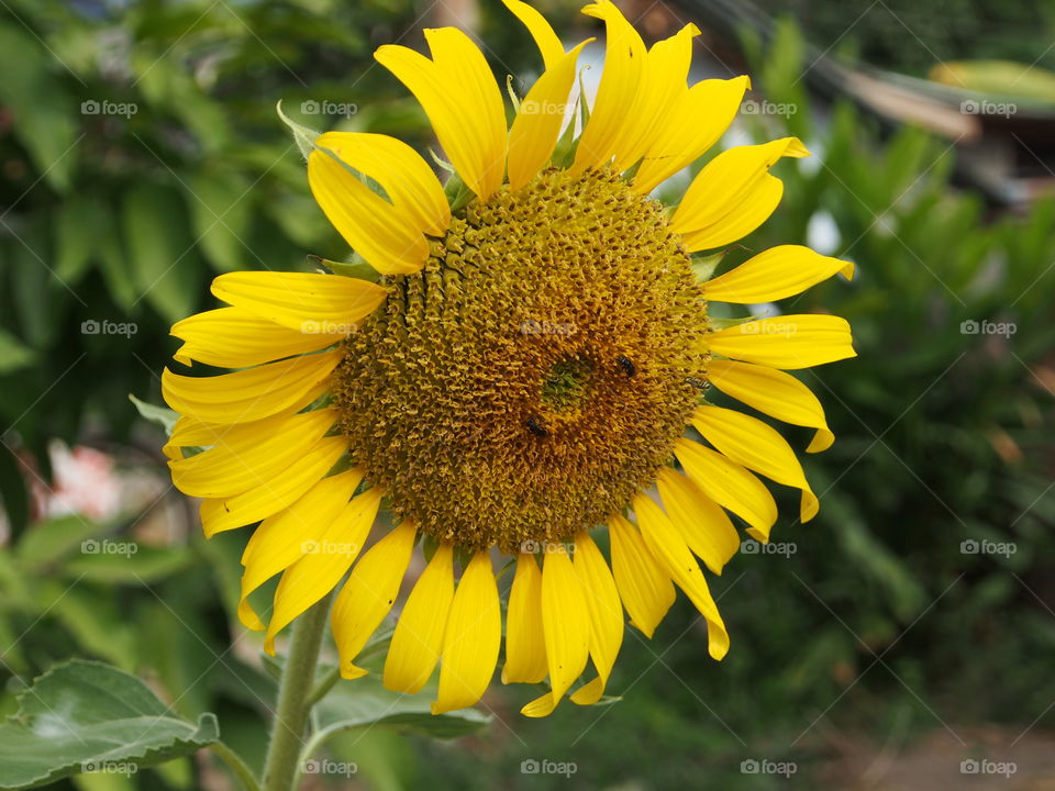 Blooming sunflower