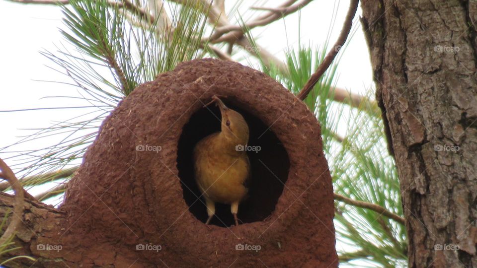 João de barro construtor 