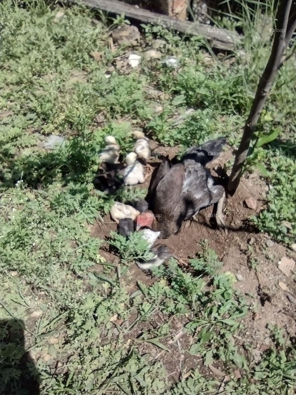 Galinha com pintinhos