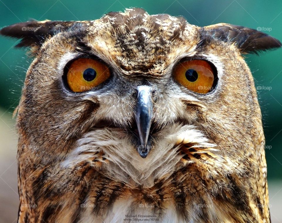 Eagle Owl