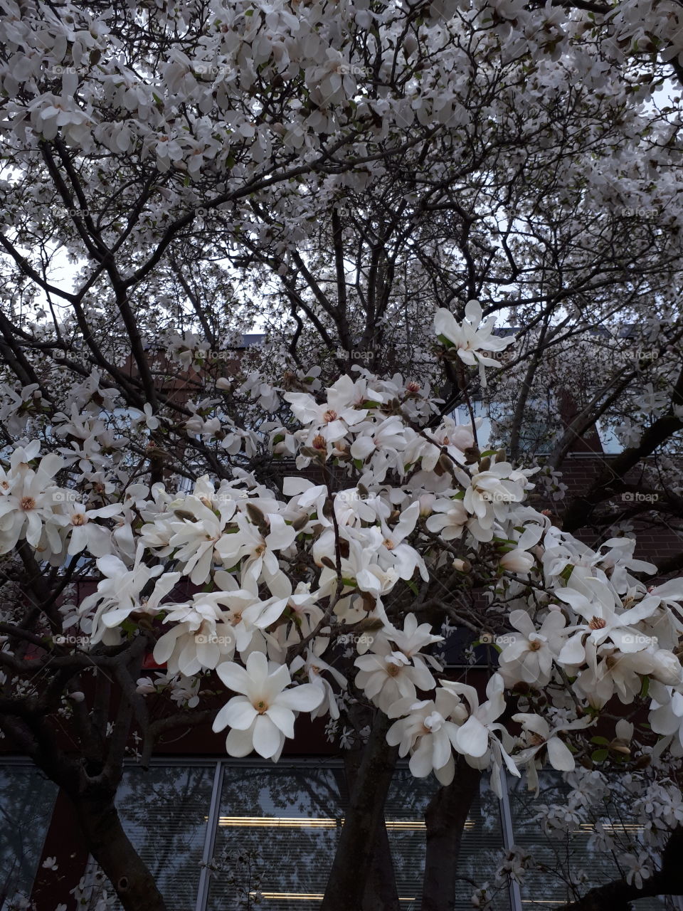 magnolia blooms