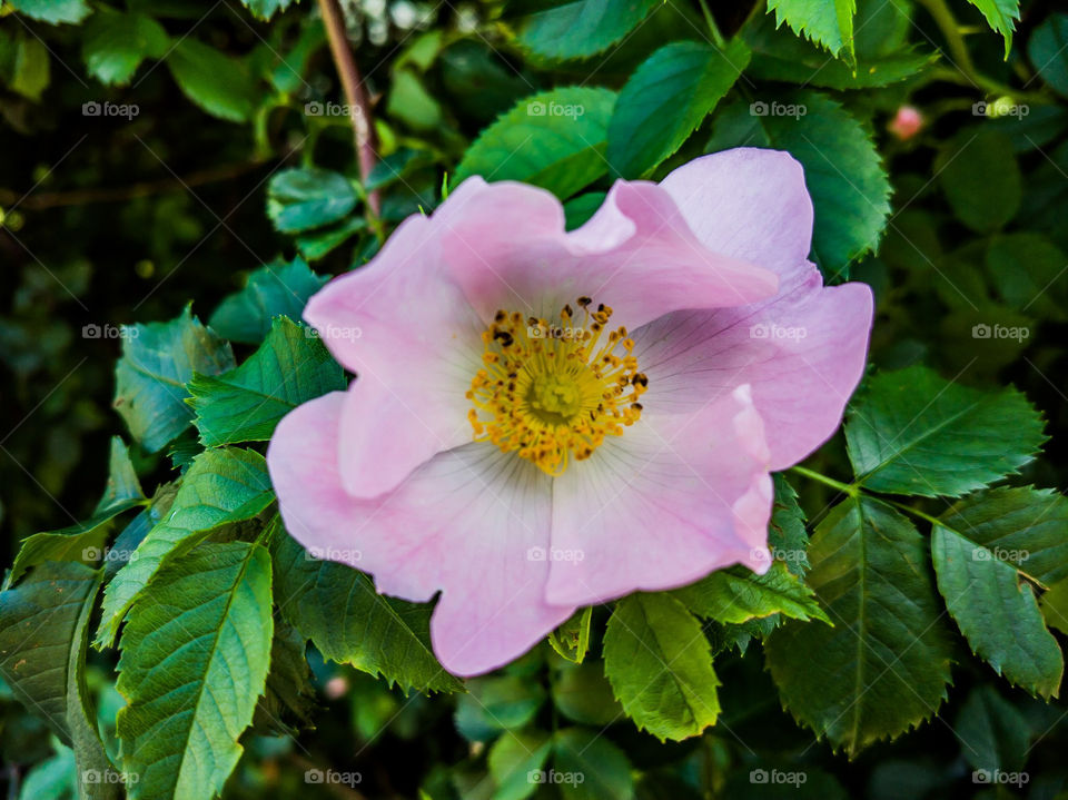 Flower of a dogrose