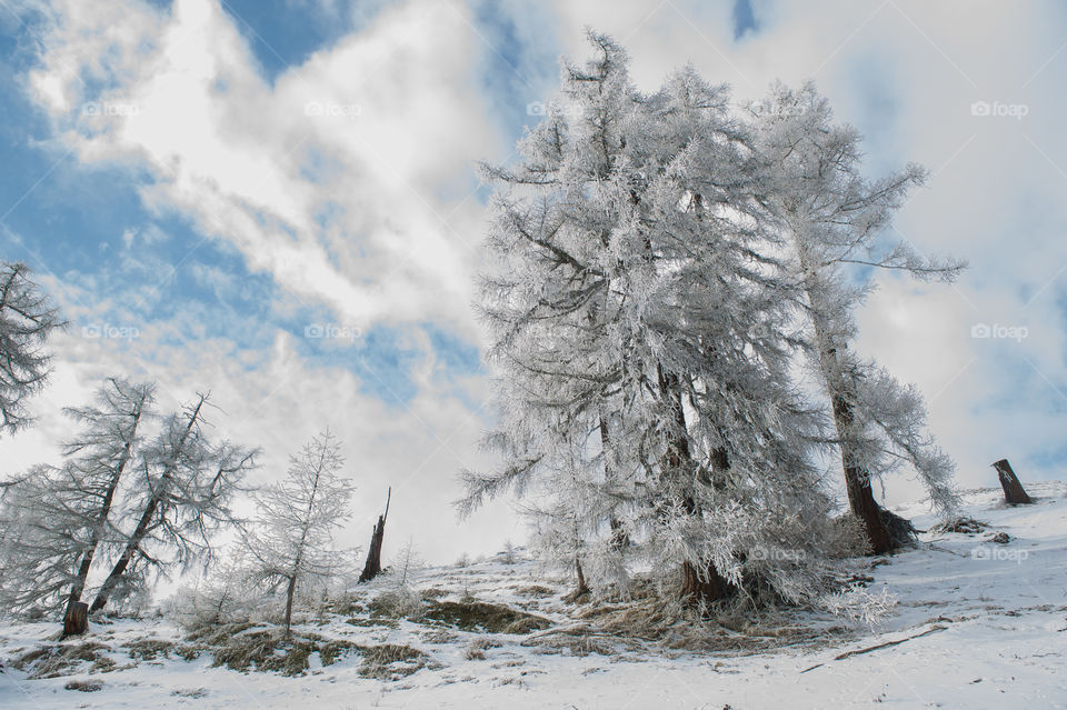snow covered trees in winter