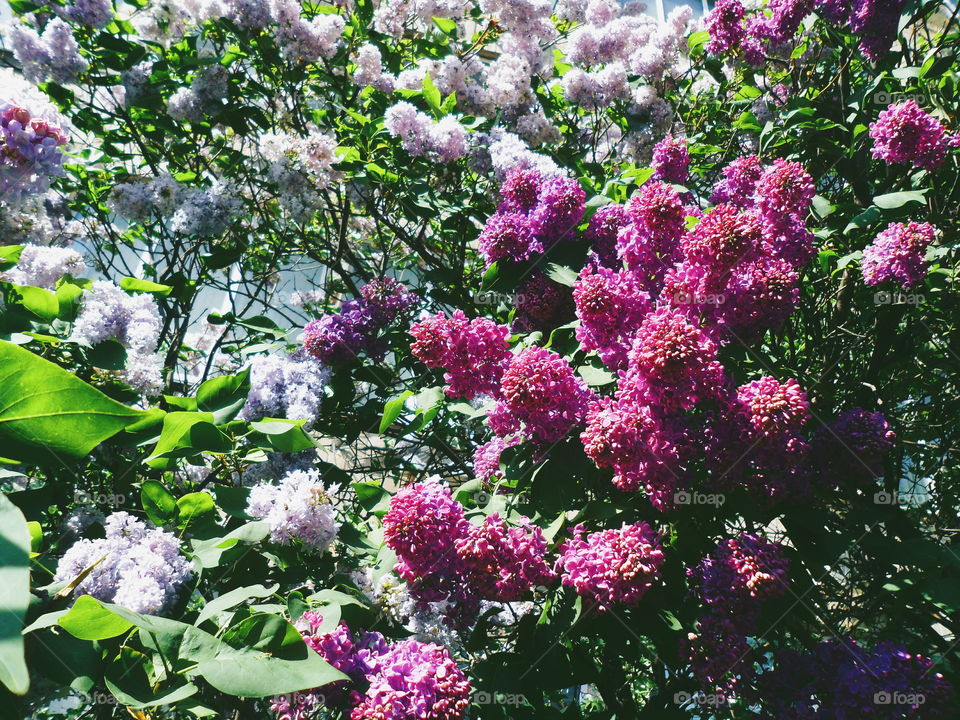 lilac bush