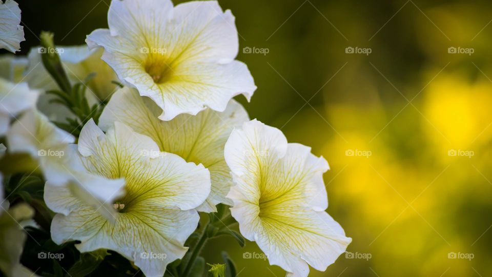 yellow and white flowers