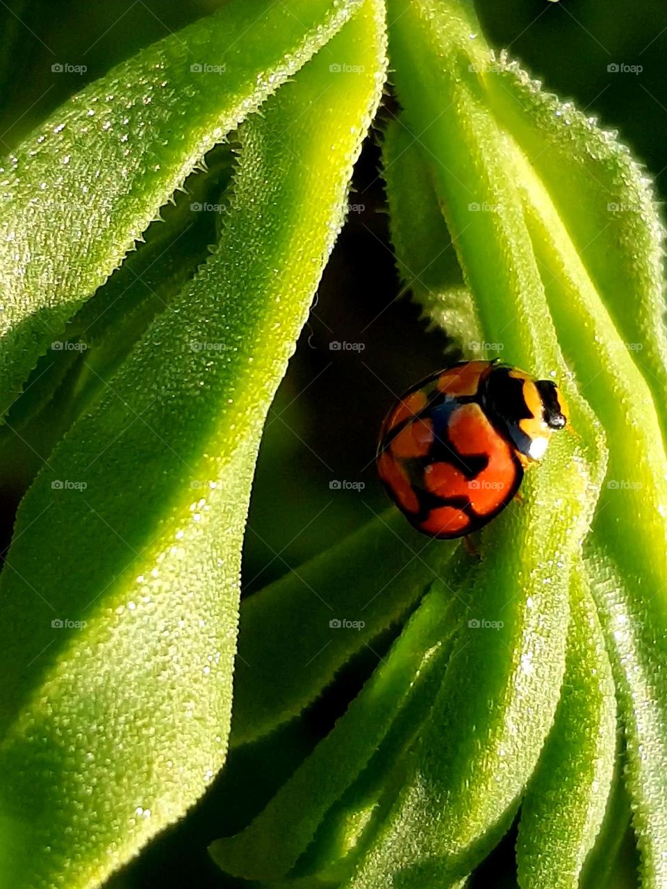 ladybug