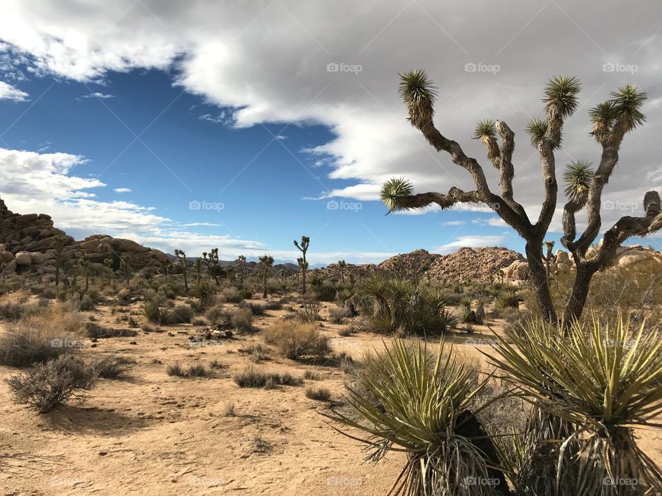 Cactus un the desert