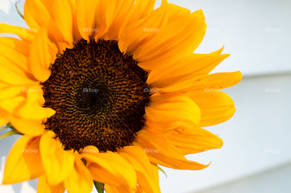 Closeup of brilliant yellow Sunflower (helianthus annuus) flower head in golden hour sun against white background beautiful floral art photography background 