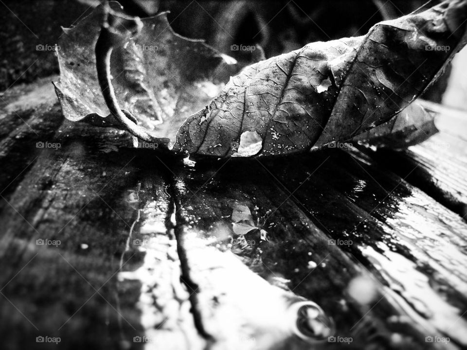 Black and white leaf