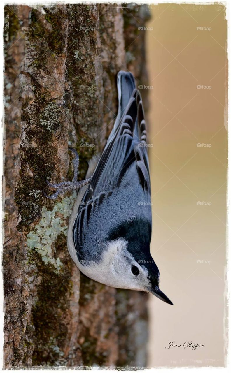 nut hatch bird on a Tree