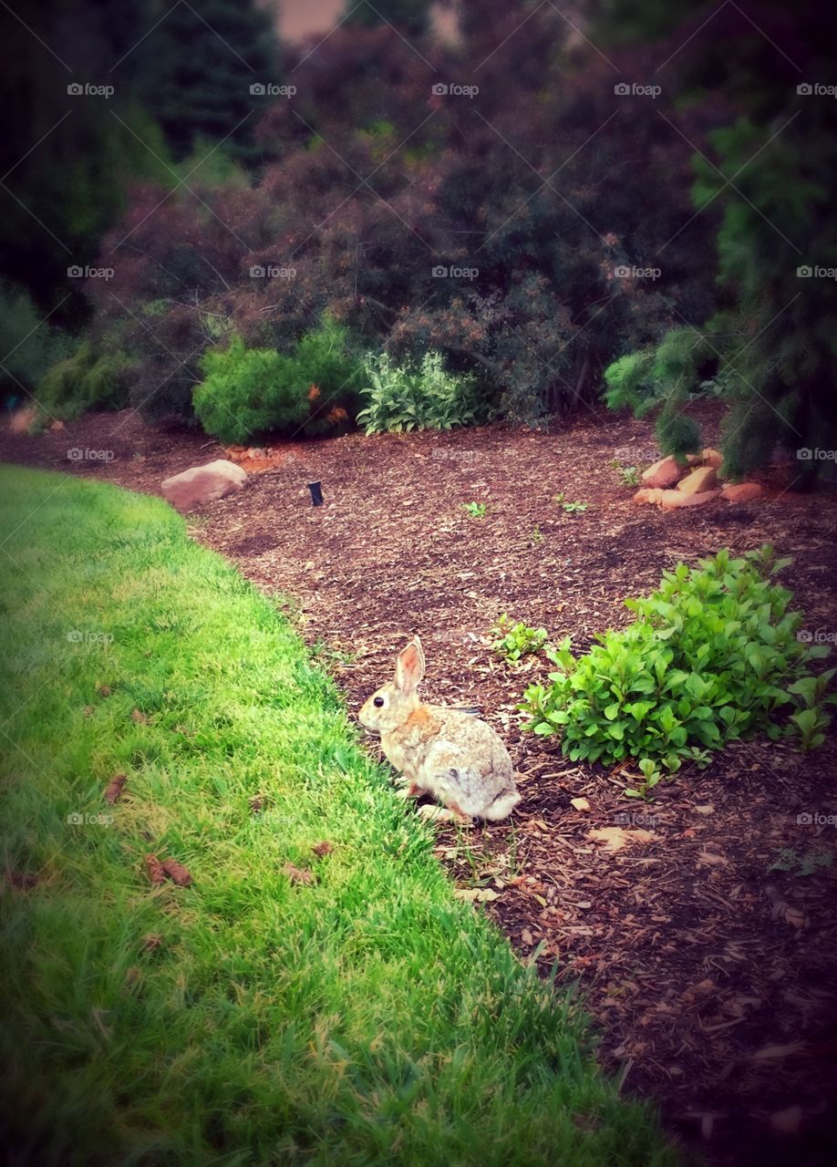 Bunny in a garden. Bunny in a garden