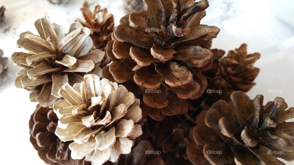 ne cone, pine cones, pinecone , pinecones, seeds, seed, vessel, autumn, fall, seasonal, October, Woodlands, bleached, bleaching, bleach