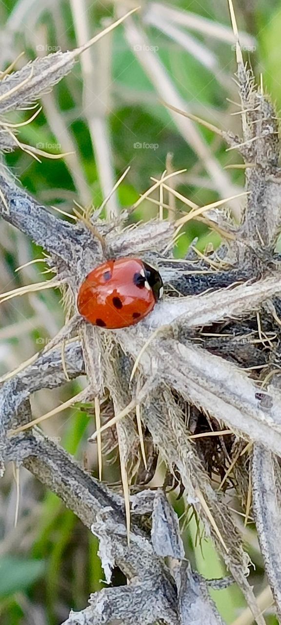 Ladybug